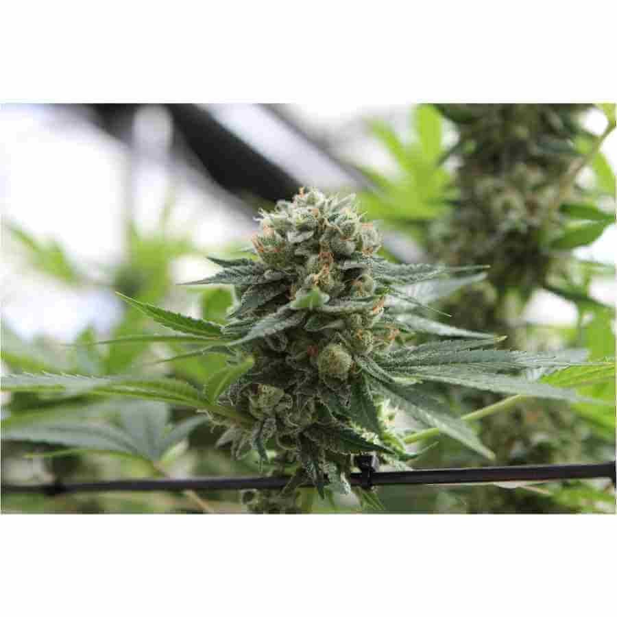 Alien Technology Fem