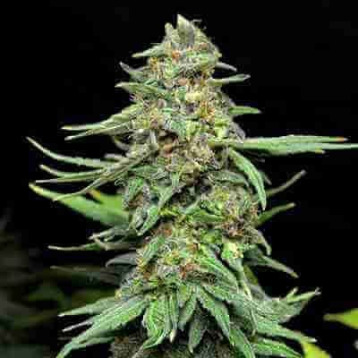 AK47 Widow Fem