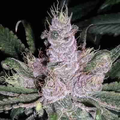 Alaskan Purple Photo Fem