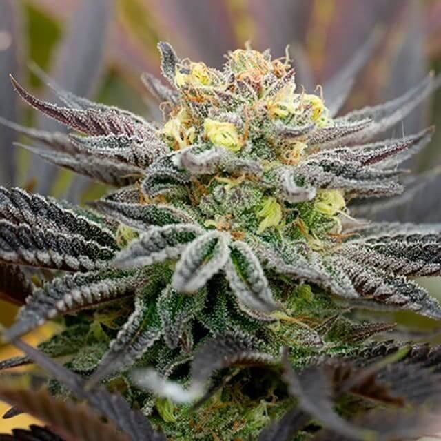 Black Widow Photo Fem