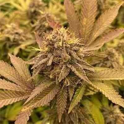 Blackberry Moonrocks Photo Fem