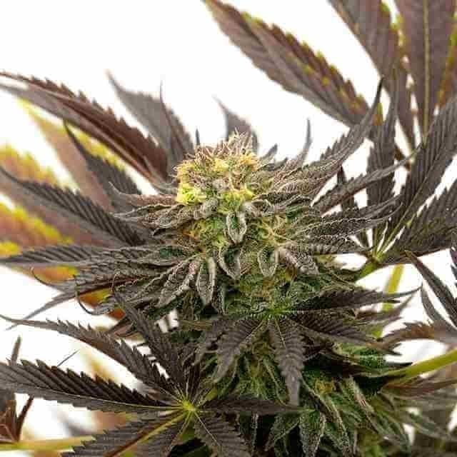 Blue Badazz OG Photo Fem