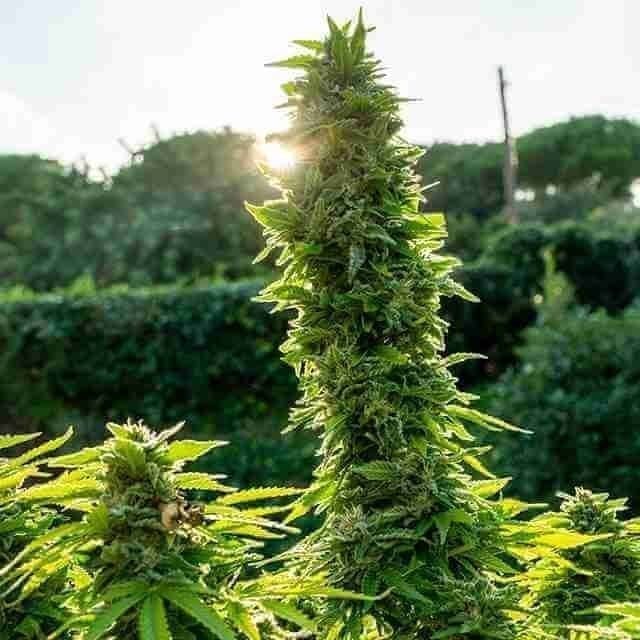 Blue Cookies Photo Fem