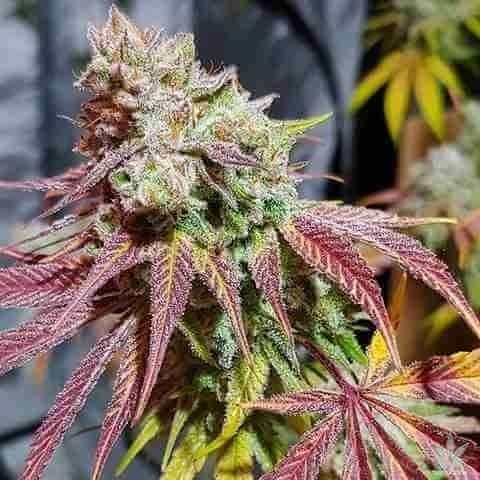 Blue Girl Scout Band Photo Fem