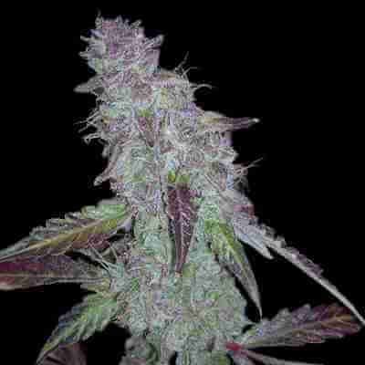 Blue Mazar Photo Fem