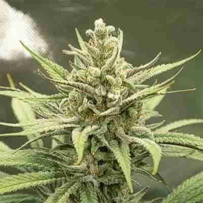 Bruce Banner 2.0 Photo Fem