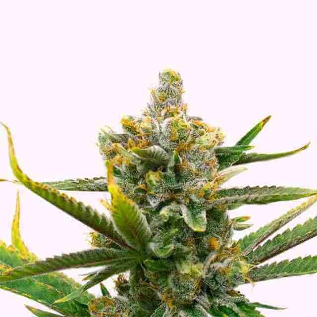 Bruce Banner Fast Photo Fem