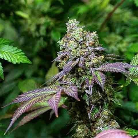 Bruce Banner Grape Photo Fem