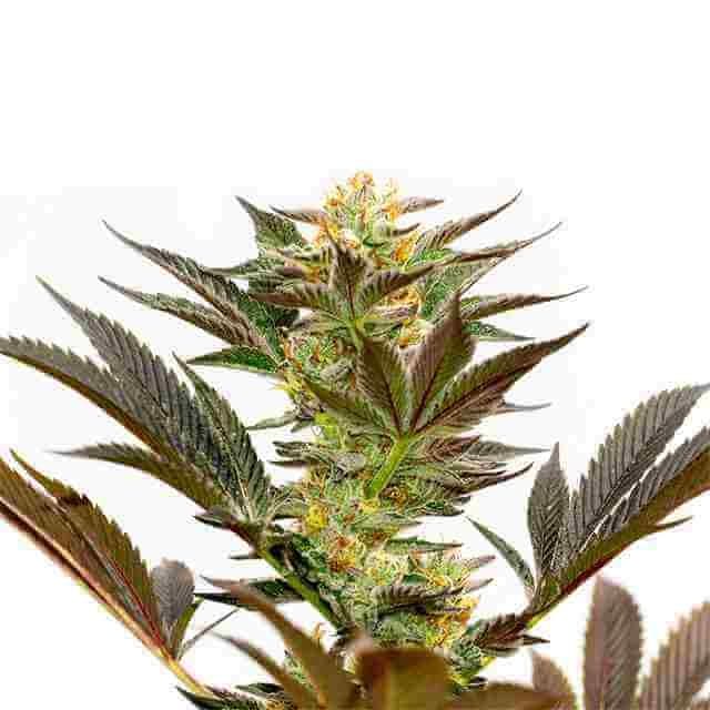 Bruce Banner Photo Fem