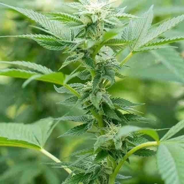 Bruce Mocholope Photo Fem