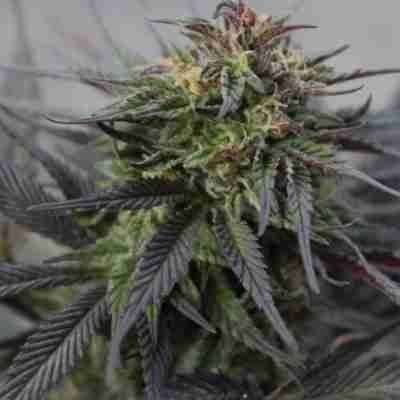 CBD Black Diesel Photo Fem