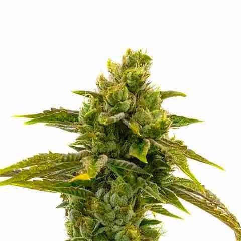 CBD Black Domina Photo Fem