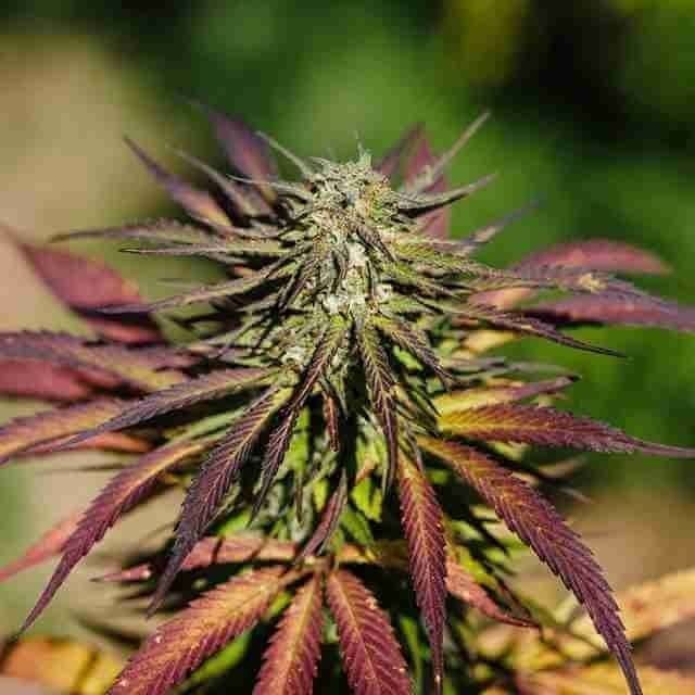 CBD Blueberry Photo Fem