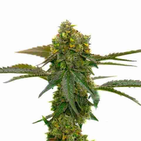 CBD Candyland Photo Fem