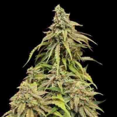 CBD Cheese Photo Fem