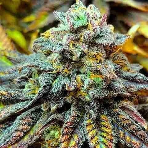 CBD Harlequin Photo Fem