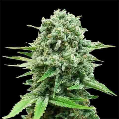 CBD White Widow Photo Fem