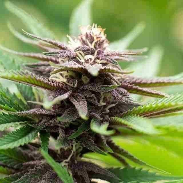 Candyland Peyote Photo Fem