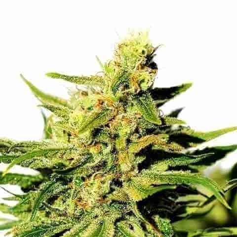 Cannatonic Photo Fem