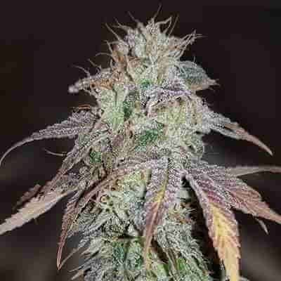 Cheese Cookies Photo Fem