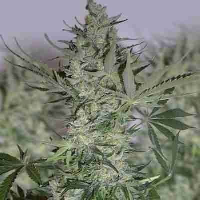 Cherry AK47 Photo Fem