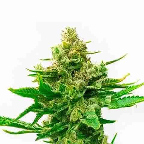 Cinderella Skunk Fast Photo Fem