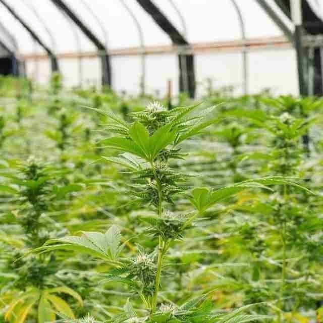 Cinderella Skunk Fem