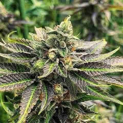 Confidential Kush Photo Fem