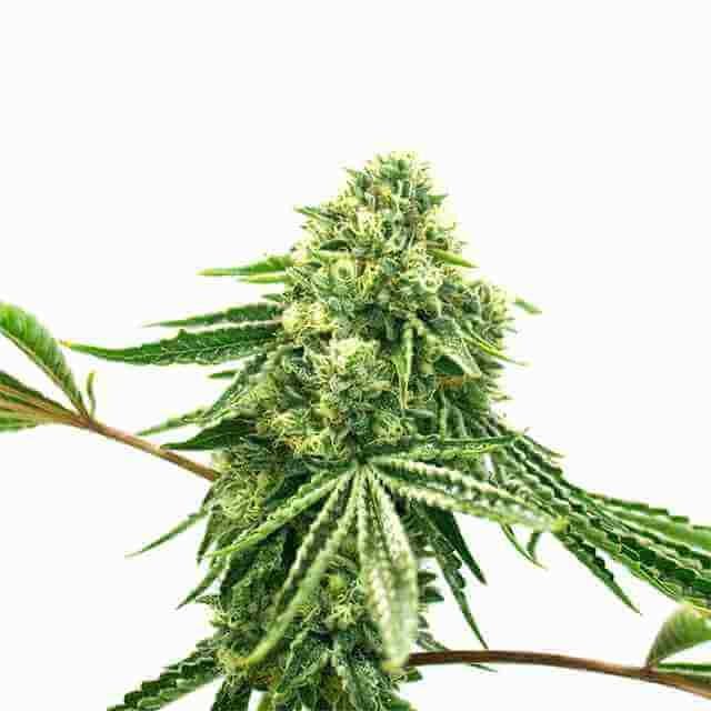 Crack Core Photo Fem