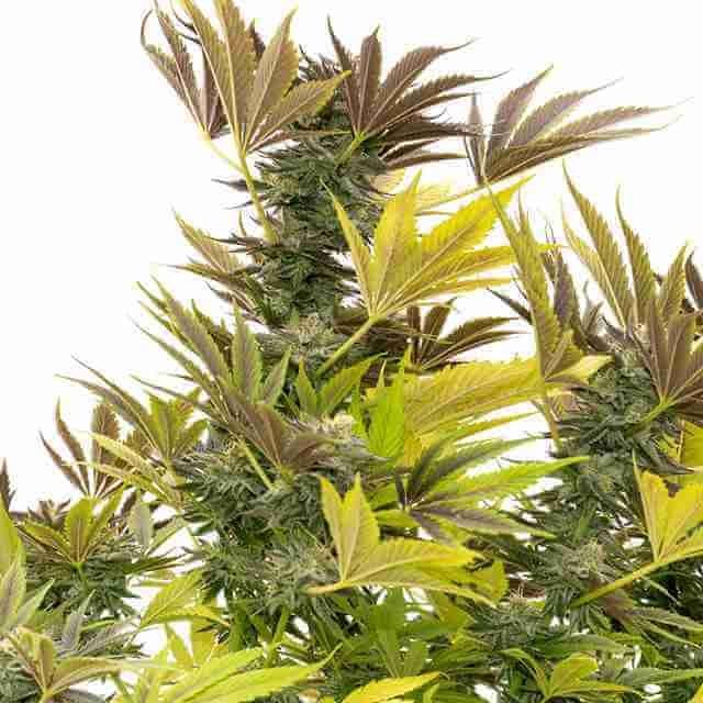 Cream Caramel Photo Fem