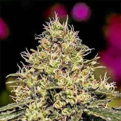 Critical 47 Photo Fem