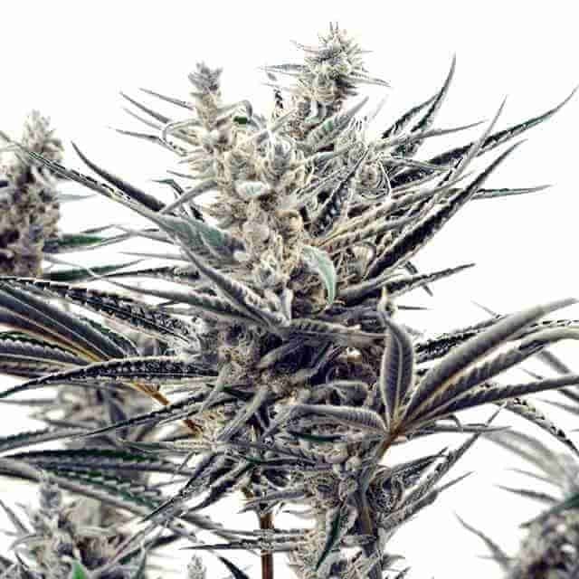 Critical Amnesia Photo Fem