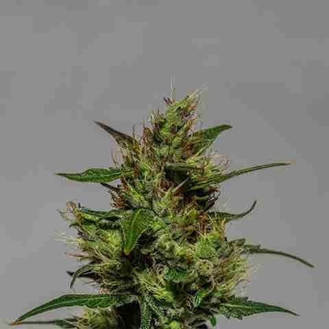 Critical Bilbo Photo Fem