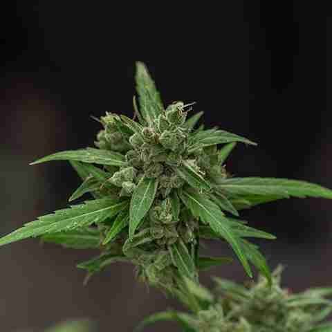 Critical Bubba Kush Photo Fem