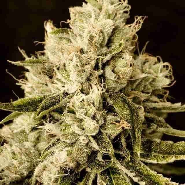 Critical Cheese Pop Photo Fem