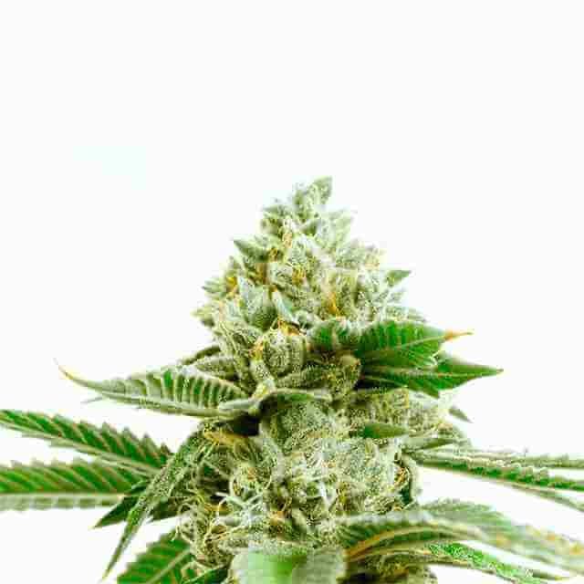 Critical Crack Photo Fem