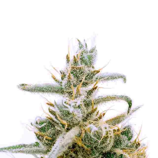 Critical Jack Photo Fem