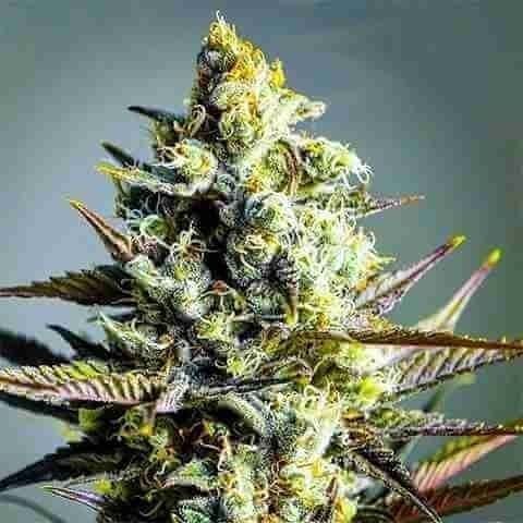 Critical Kush Photo Fem