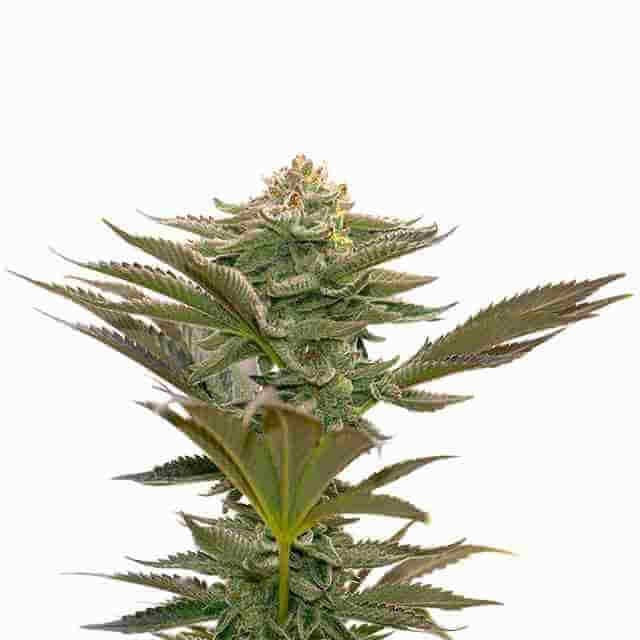 Critical Mass Photo Fem