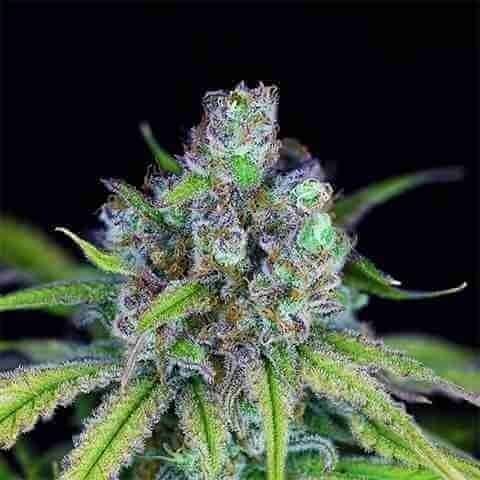 Critical Purple Kush Photo Fem