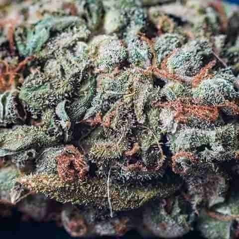 Critical Somango Photo Fem