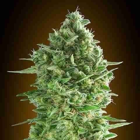 Do-Si-Dos Cookies Photo Fem