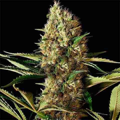 Do Si Dos Killer Fem