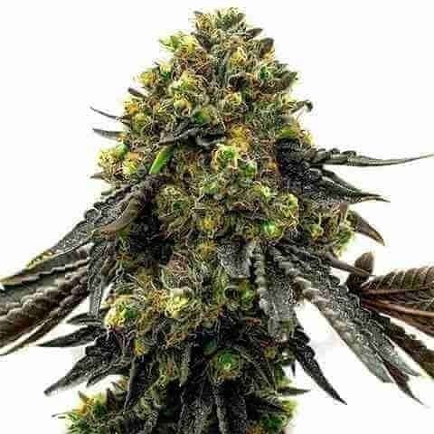 Do Si Dos Mochalope Photo Fem