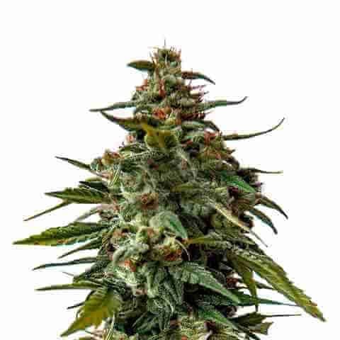 Doug's Varin Photo Fem