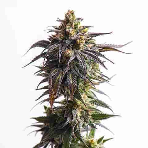 Dream Queen Photo Fem