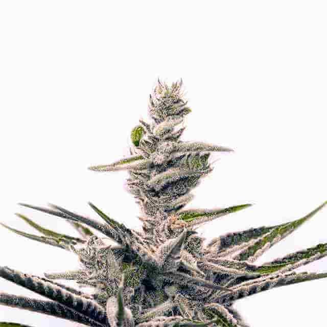 Early Skunk Photo Fem