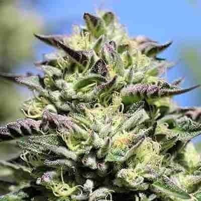 Frosty Blue OG Photo Fem