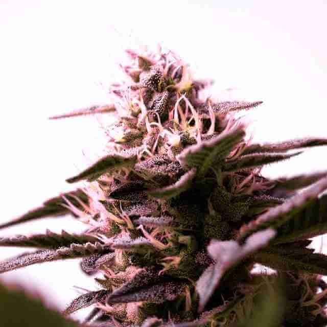 G13 Photo Fem