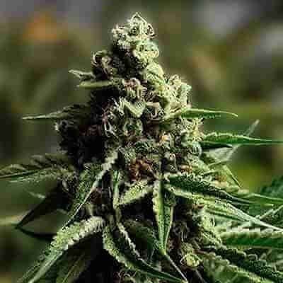 Ghost Pellezino Haze Photo Fem